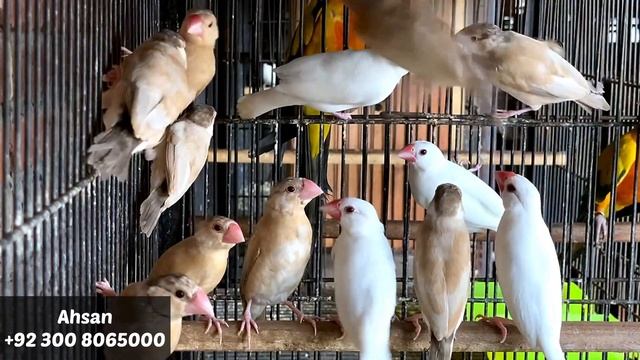 How to Produce Fawn Java from Grey Java | High Profit from Low Investment | Fawn Java Breeding Tips смотреть онлайн