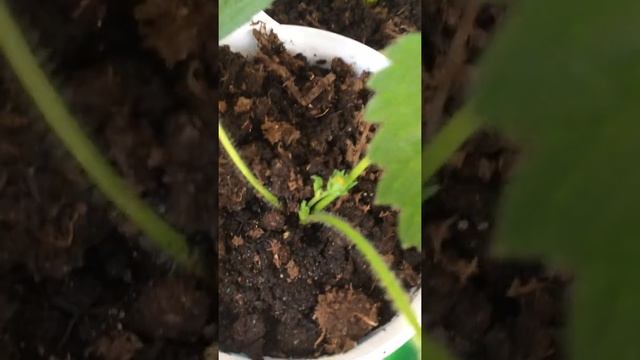 Клубника на подоконнике 2019 смотреть онлайн