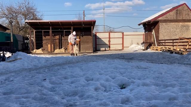 Общий курс дрессировки щенка Кангальской овчарки. Первое занятие дома без инструктора смотреть онлайн
