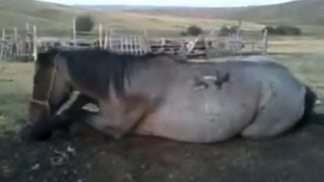 лошадь девственник смотреть онлайн