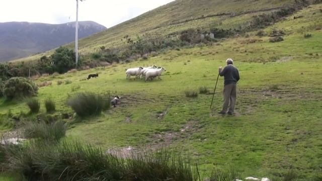 Brilliant Sheep Herding Demonstration Using Border Collies смотреть онлайн