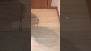 ремонт ламината, защелкиваем замок , как убрать щель в ламинате, ремонт ламината без разборки