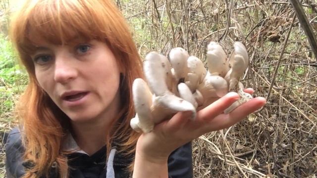 ГРИБ ВЕШЕНКА  2019. МНОГО ВЕШЕНОК ОБЫКНОВЕННЫХ за 5 минут! Pleurotus ostreatus