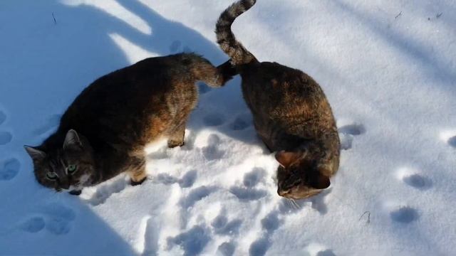 Мы с Тамарой ходим парой. смотреть онлайн
