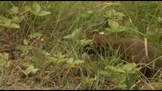 Куница — хищное млекопитающее среднего роста, имеющее красивое тело и большой хвост. смотреть онлайн