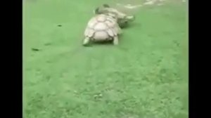 БАРБАРИКИ - У Друзей Нет Выходных ...