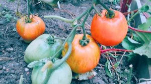 Томат Тяжеловес Сибири! Полный обзор сорта