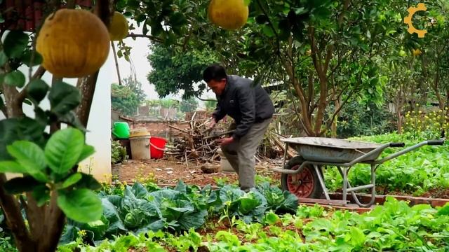 Welcome 1 Months Year Old Piggy - Go to the highland market to sell cowpea, cabbage | Free New Life смотреть онлайн