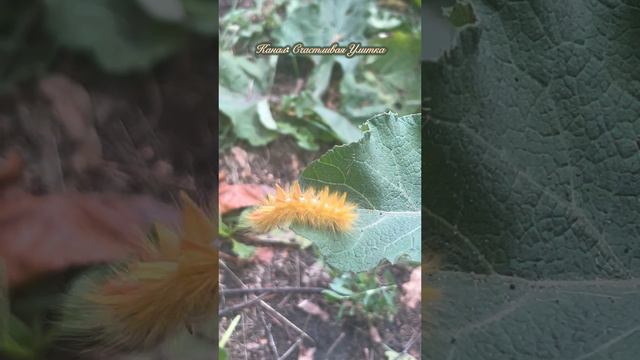 Спасаем гусеницу смотреть онлайн