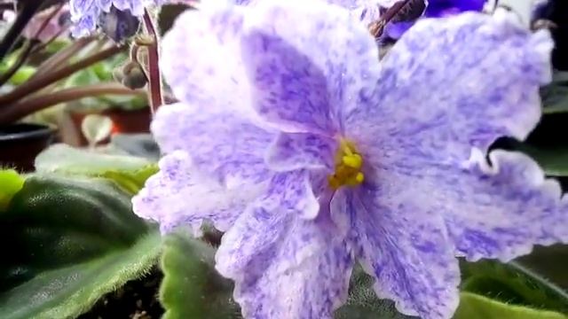 Fantasy Fiesta Фіалка