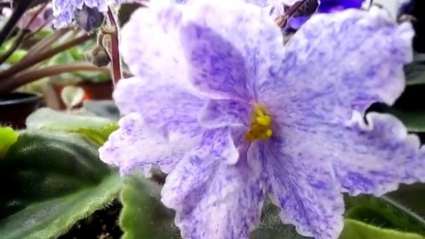 Fantasy Fiesta Фіалка