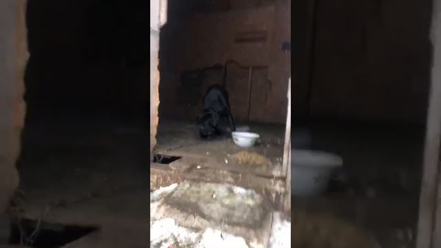 Найдено жильё корсика из Чехова ( что ходил по помойке) смотреть онлайн