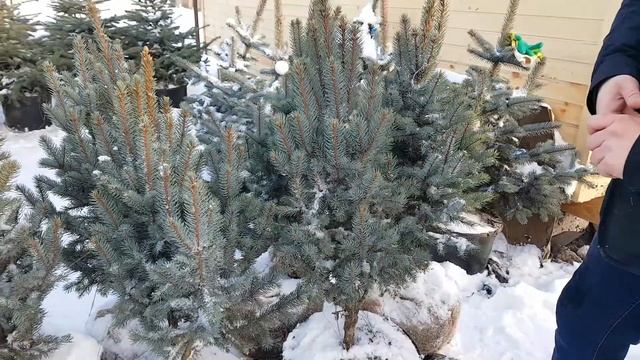 Ель голубая Изели Фастигиата смотреть онлайн