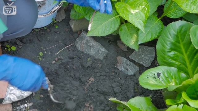 Гейхеры ? Нетрадиционный способ размножения ➡ Эксперимент HitsadTV