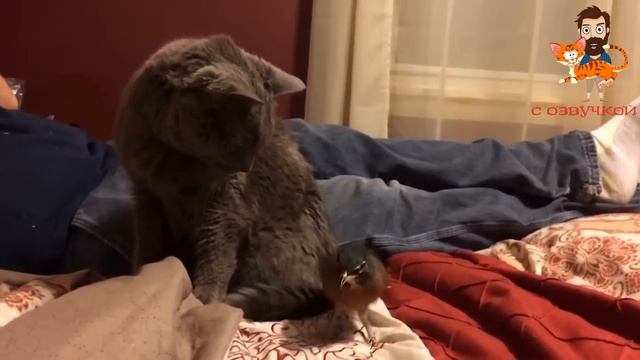 ПРИКОЛЫ С КОТАМИ! САМЫЕ смешные коты С ОЗВУЧКОЙ! Смешные животные! смотреть онлайн