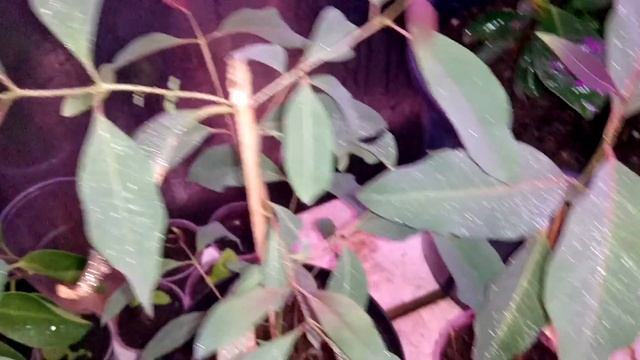 Эвкалипт радужный(Eucalyptus deglupta)дома! смотреть онлайн