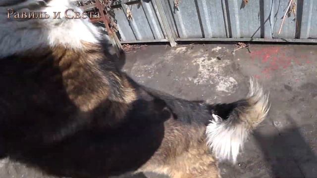 Забой свиньи/ #деревня @Равиль и Света @Жизнь в деревне @канал смотреть онлайн
