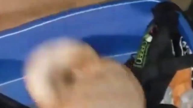 Мопс флексит под шашлычок смотреть онлайн