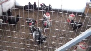 Австролорп чёрно пестрый инкубационное яйцо