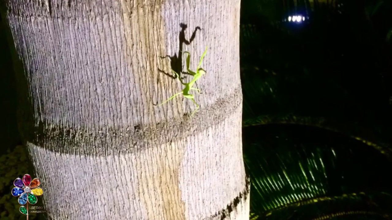 Богомол на Кипре. Mantis in Cyprus. Живая природа. Случайная встреча. смотреть онлайн