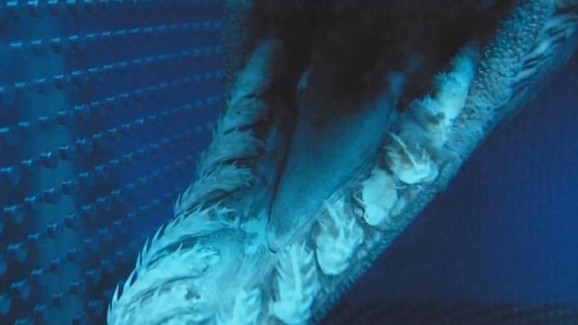 С Этим Существом Лучше НЕ встречаться смотреть онлайн