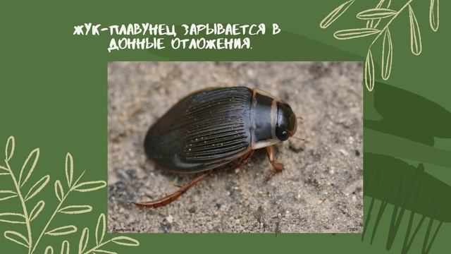 Где и как зимуют насекомые?! смотреть онлайн