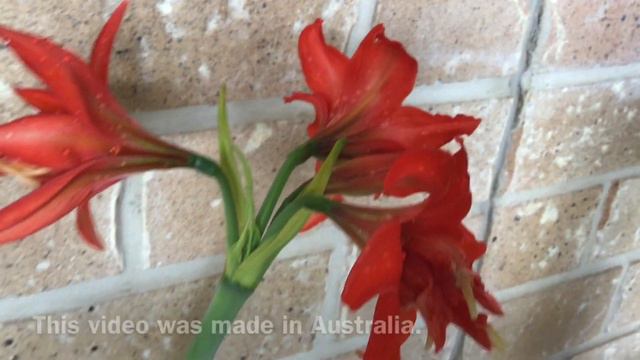 Hippeastrum Fanfare
