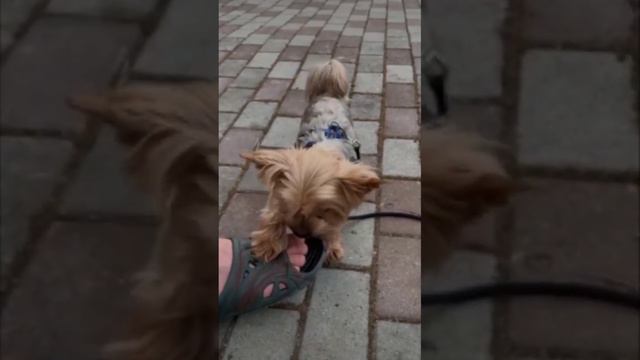 Йоркширський тер'єр Тіма ♥️ #doglover #dog #йокширськийтер'єр смотреть онлайн