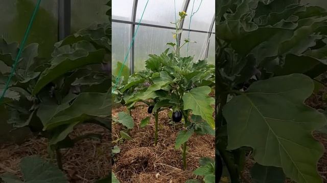 Удачное опыление, арбуз 7 дней спустя... смотреть онлайн