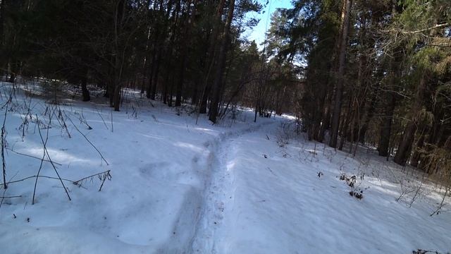 в лес 16 марта 2023 смотреть онлайн