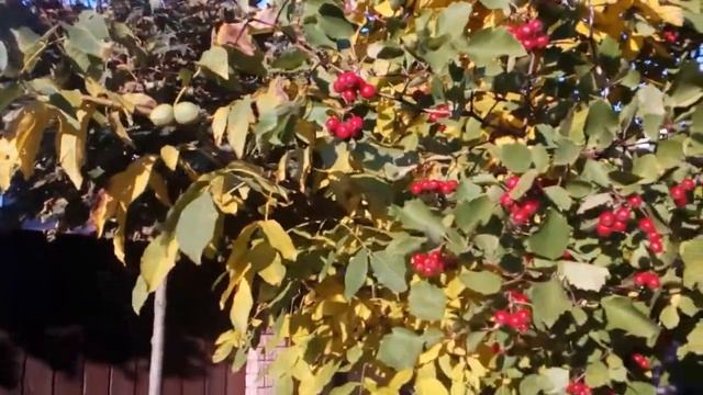 Солнечное дерево БОЯРЫШНИК. #боярышник #crataegus #глід #октябрь2021 смотреть онлайн