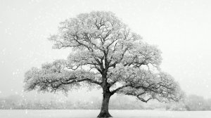 Футаж. Зимний пейзаж 52