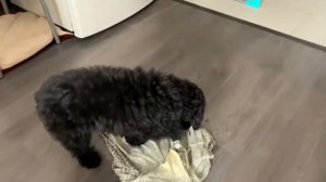 ЧЕМ КОРМИТЬ ЩЕНКА?!Перестала есть Royal Canin перешли на Grandorf ТОЙ ПУДЕЛЬ