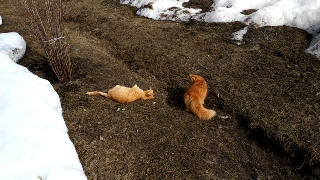 ВЕСНА В ДЕРЕВНЕ. КОНЕЦ МАРТА. КОТЫ И СОБАКИ. смотреть онлайн