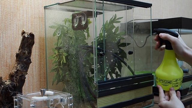 КАК СОДЕРЖАТЬ ГЕККОНА БАНАНОЕДА? Особенности в содержании - Rhacodactylus ciliatus смотреть онлайн