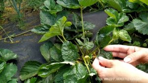 Здоровая ягода без нематоды. Нематофагин-Микопро.