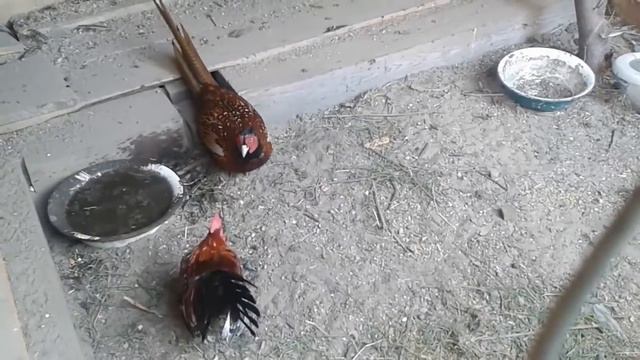 БОЙ МЕЖДУ ФИРАМИРОМ И АЗЛАГОРОМ!!! КТО ЖЕ ПОБЕДИЛ?! смотреть онлайн