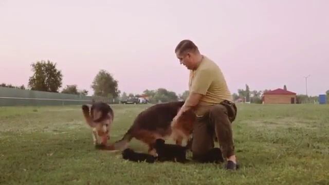 Олег Пахолков и его собаки смотреть онлайн