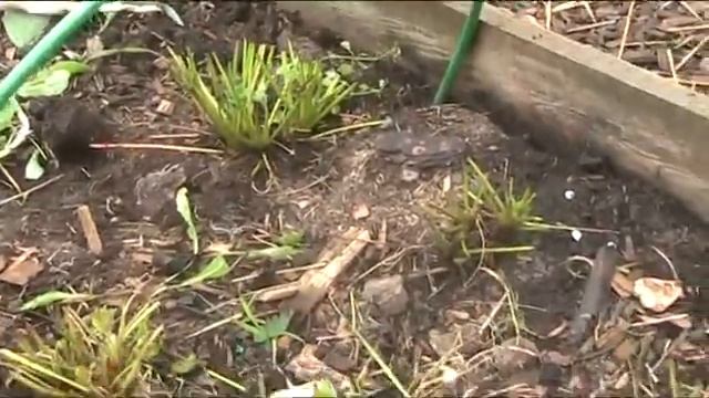 Как обновить старую землянику садовую Часть-1. Август 2017 г //Секреты хороших урожаев. смотреть онлайн