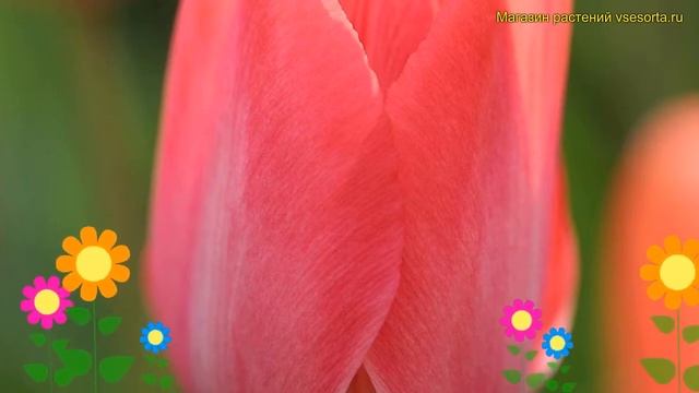 Тюльпан дарвин Леди Ван Эийк. Краткий обзор, описание характеристик Tulipa Lady Van Eijk