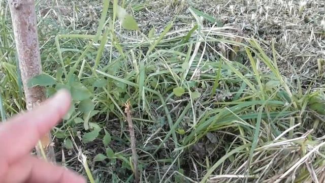 Це жах! Зрізав мотокосою саджанець - як спасти дерево смотреть онлайн