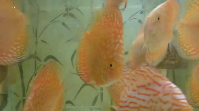 Pigeon Checkerboard смотреть онлайн