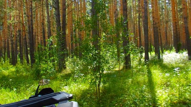 Южный Урал ! Лесная малина , собираю в сосновом лесу ! смотреть онлайн