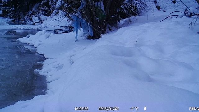 Felis silvestris2 смотреть онлайн