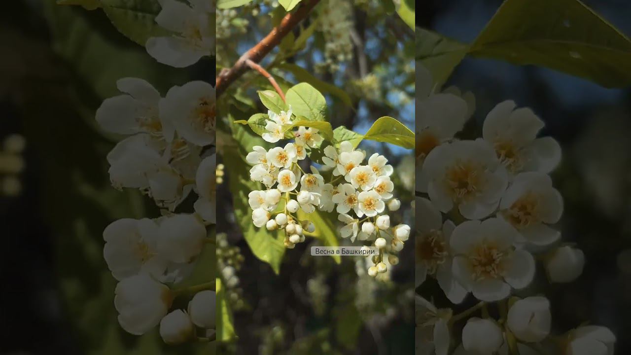 Весна в Башкирии #shorts #bashkortostan смотреть онлайн