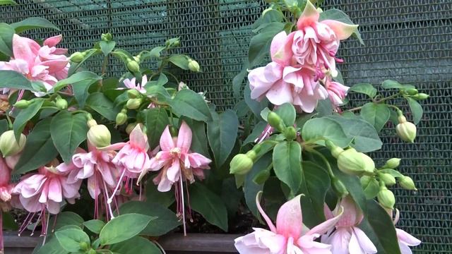 Fuchsia var. Unusual смотреть онлайн