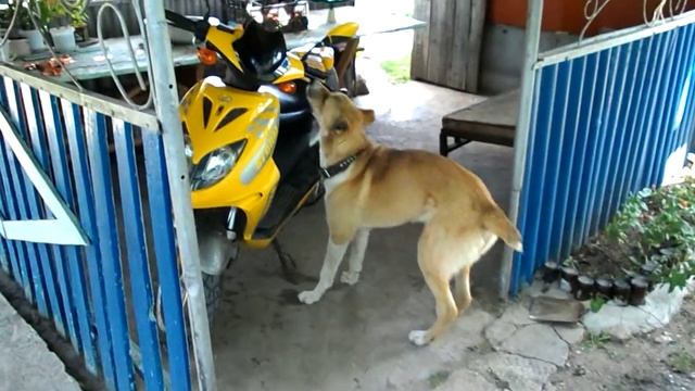 мастер по ремонту мопедов смотреть онлайн