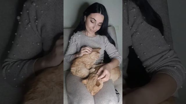 что у вас на одежде? шерсть или бренд? #кот #рыжийкот #котэйка #котики #животные #забавныеживотные смотреть онлайн