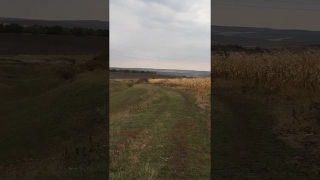 Moldova. Floreşti. Răduleni смотреть онлайн