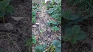 Земляника.Клубника из семян .КРАСНОЯ ШАПОЧКА....